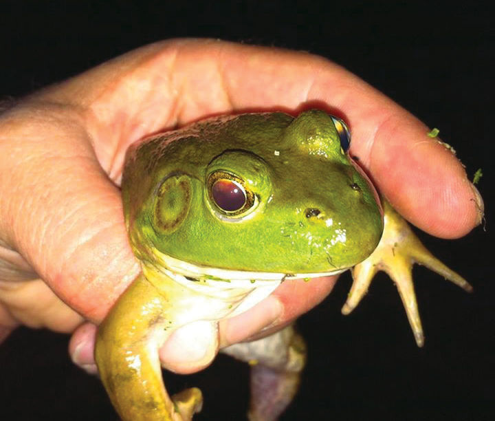 frogs1.jpg